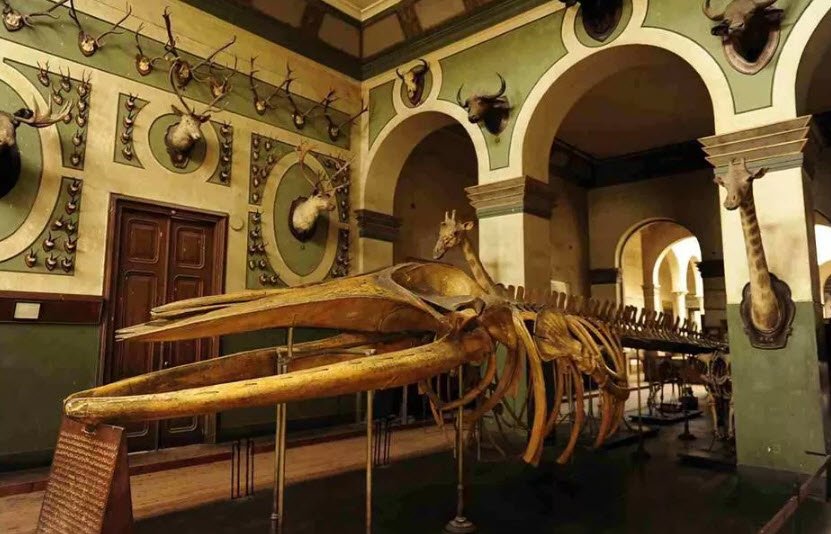 The Agricultural Museum, Giza, Egypt, Egypt